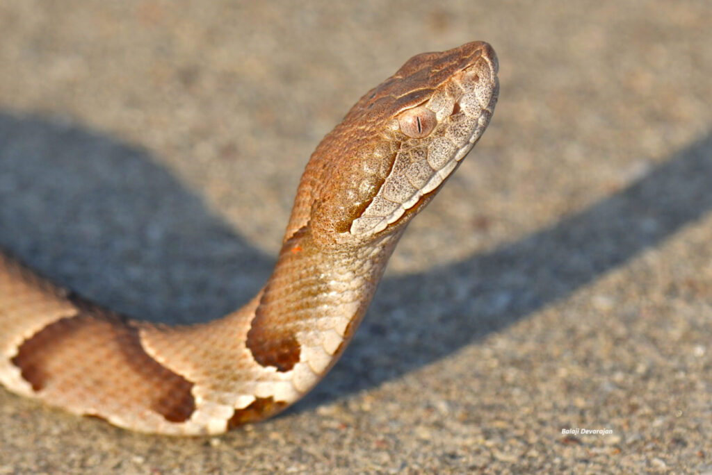 Eastern Copperhead Snake by Balaji Devarajan