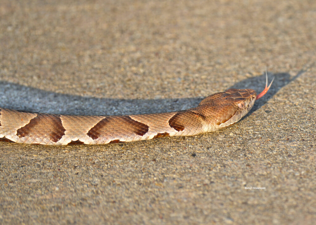 Eastern Copperhead Snake by Balaji Devarajan