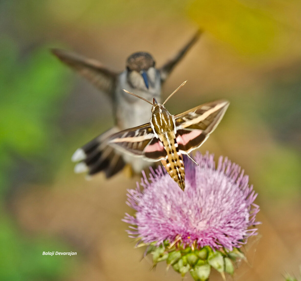 Hummingbird and Hummingbird Moth White Lined Sphinx Moth sharing Thistle nectar, photo by Balaji Devarajan