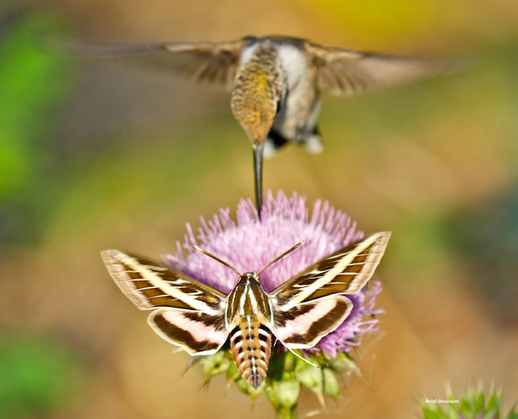 Hummingbird and Hummingbird Moth White Lined Sphinx Moth sharing Thistle nectar