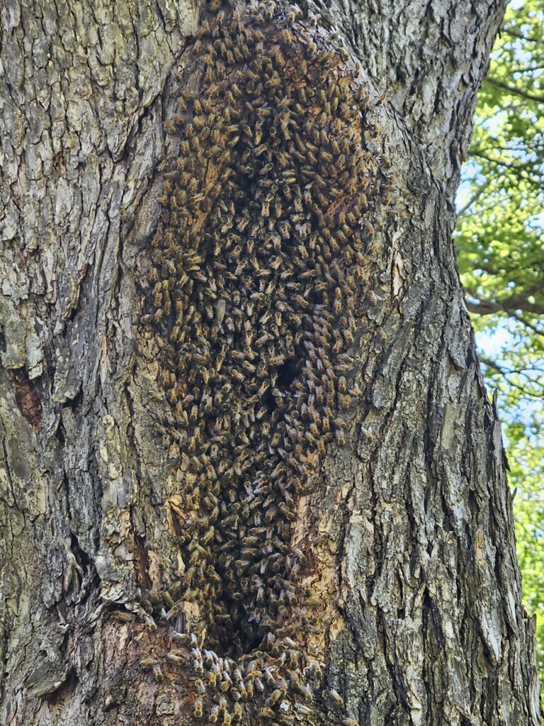 Western Honey Bee Hive in a Tree