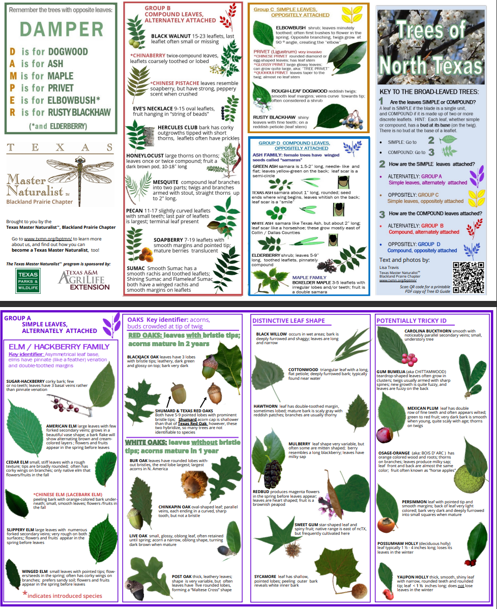 2023 Texas Master Naturalist 1st Place Award for Trees of North Texas ...