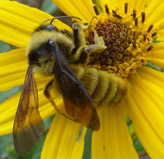 American Bumble Bee (Bombus pensylvanicus)
Photo credit – kcthetc1