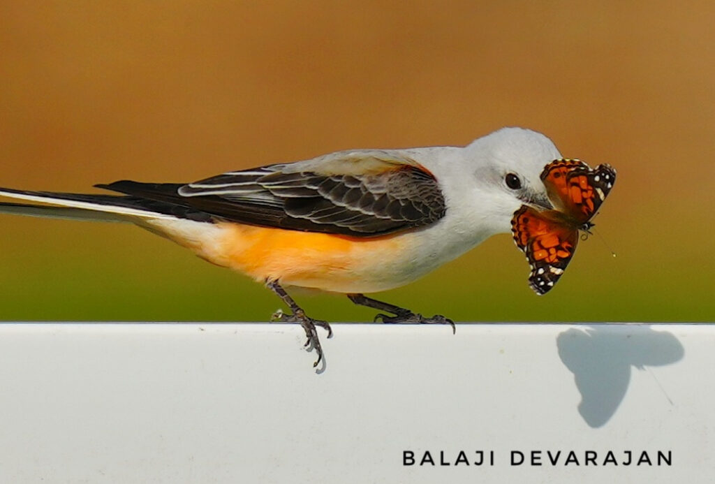 Scissor-tailed (Butter) Flycatcher holding an American Lady Butterfly