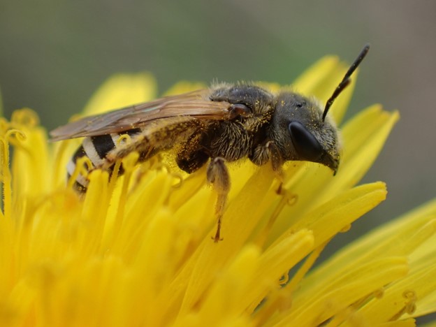 Ligated Furrow Bee (Halictus ligatus)
Photo credit - Ellyne Geurts