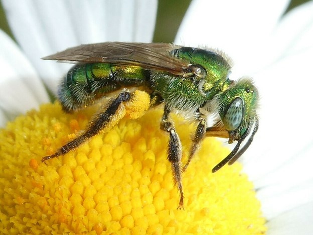 Texas Striped Sweat Bee (Agapostemon texanus)
Photo credit – Bruce Cook