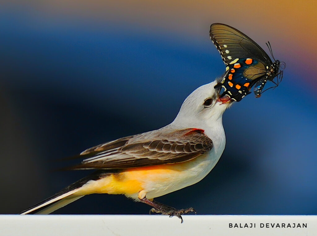 Scissor-tailed (Butter) Flycatcher holding a Pipevine Butterfly