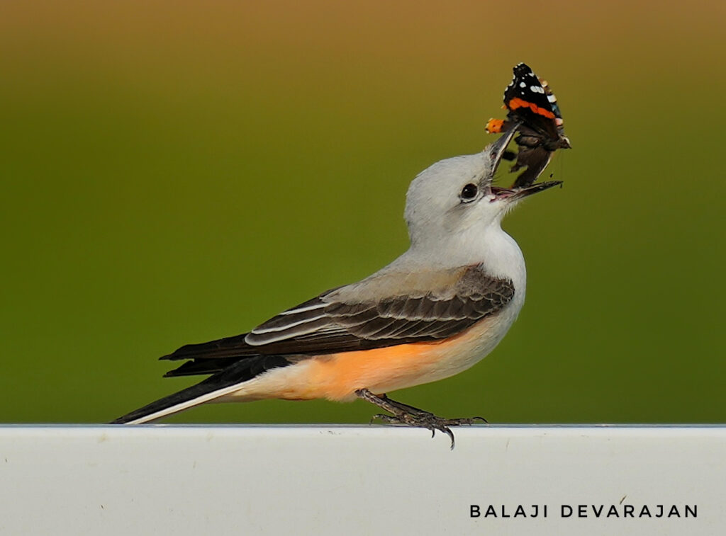 Scissor-tailed (Butter) Flycatcher holding a Red-Admiral Butterfly