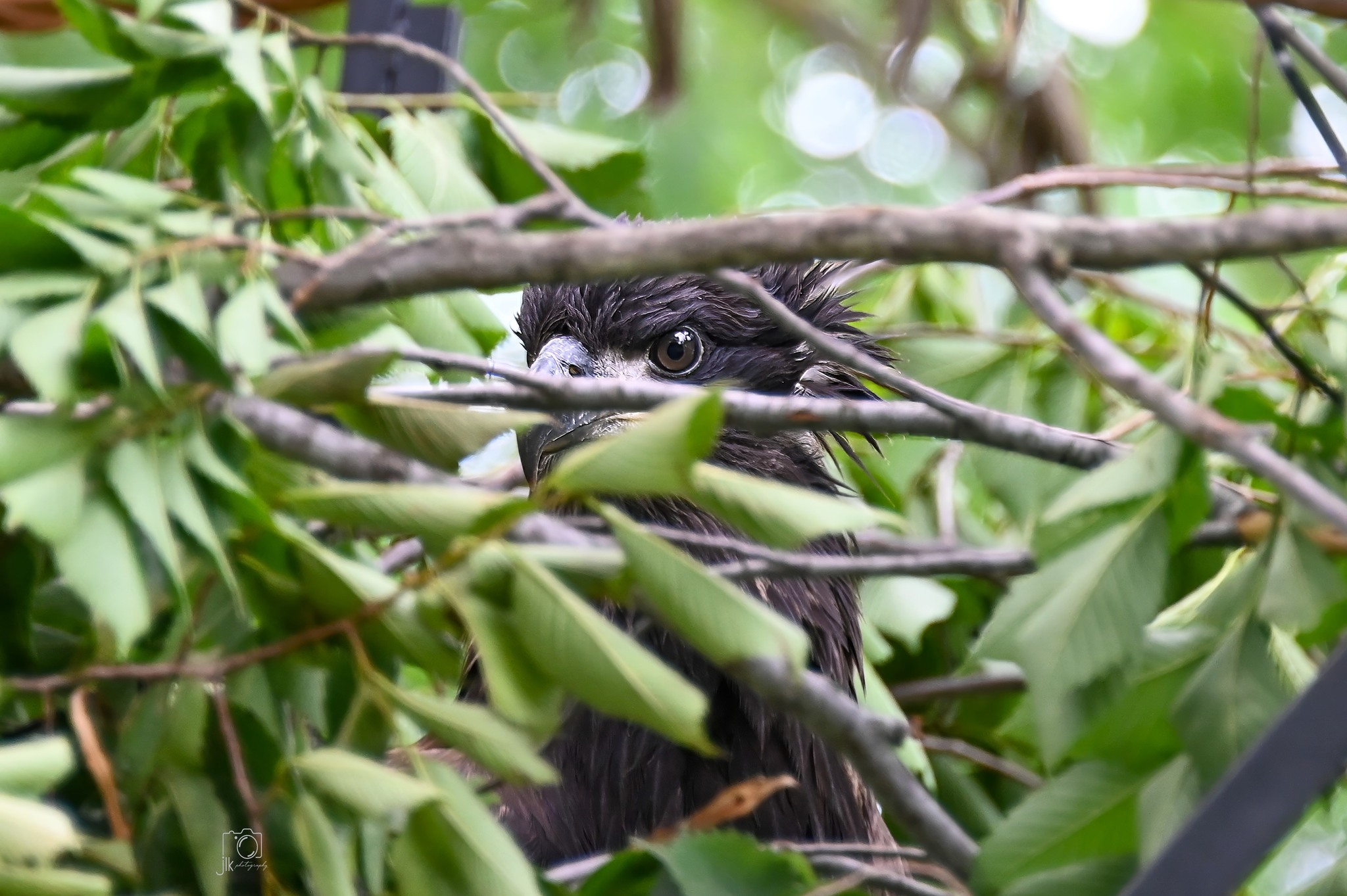 Baby Bald Eagle Rescue