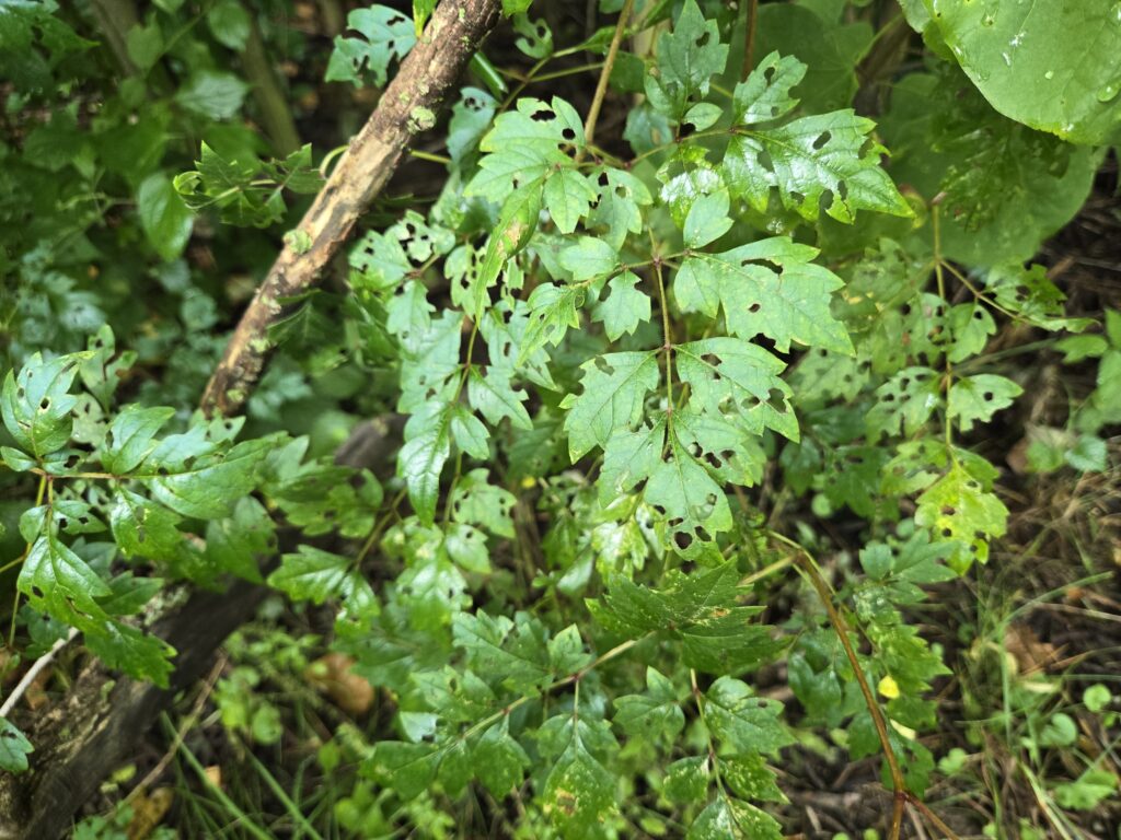 Peppervine  (Nekemias arborea)