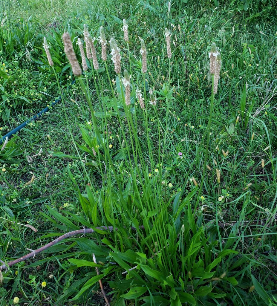 Plantago lanceolata