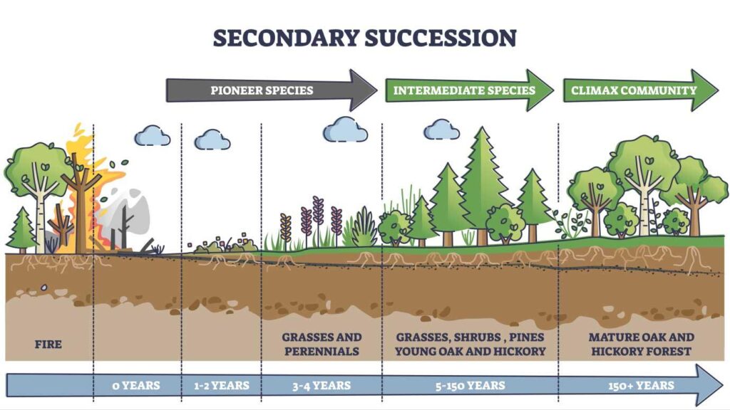 Secondary Succession