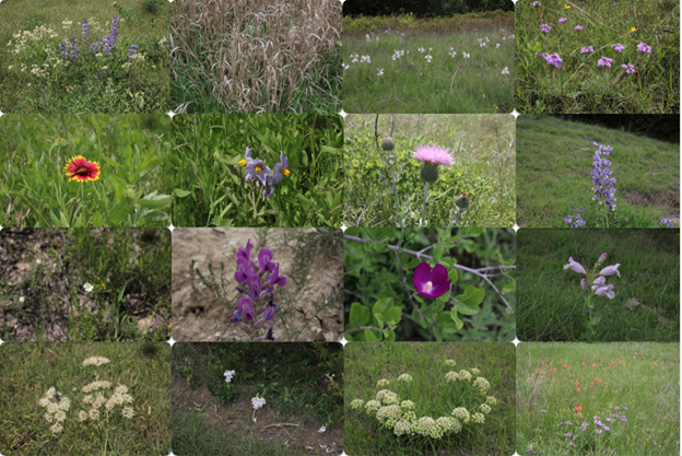 Colmena Ranch Native Plant Image Collection by Kim Muzquiz