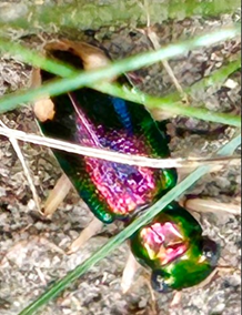 Carolina tiger beetle (Tetracha Carolina)