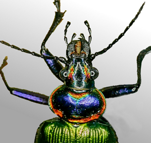 Caterpillar hunter (Calosoma scrutator) © krancmm/iNaturalist