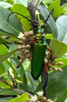 Bumelia borer (Plinthocoelium suaveeolens)