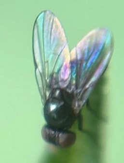 Fly (Imnoteven tryingus)