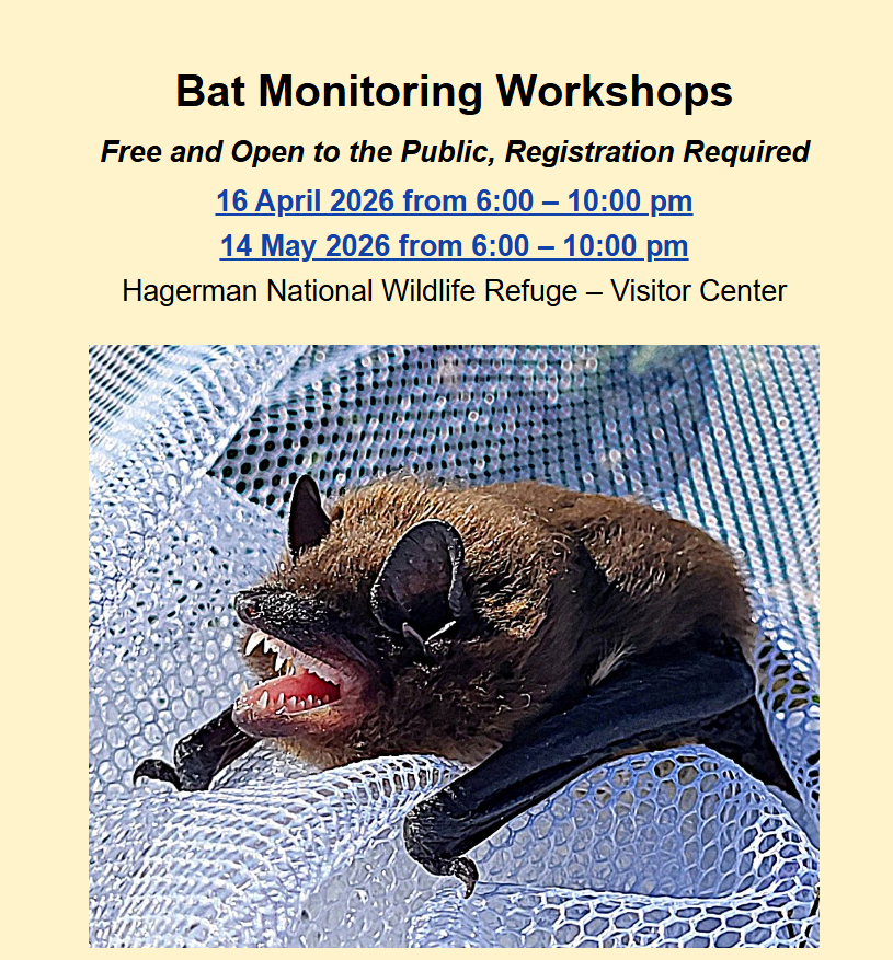 BPTMN 2026 04 Bat Workshop with Dr Bryon Clark