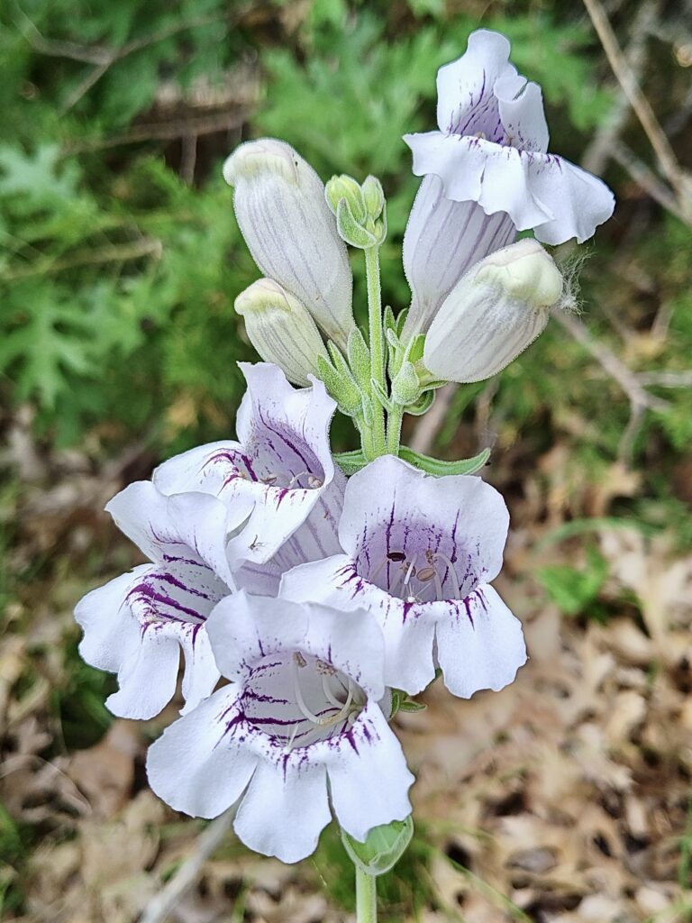 2026 Bioblitz inaturalist Cobra beardtongue at Erwin Park Rick Travis