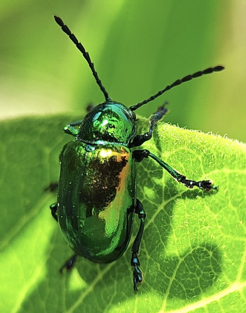 2026 Bioblitz inaturalist Dogbane Leaf Beetle peaking over a leaf, taken at Erwin Park on April 27 Rick Travis