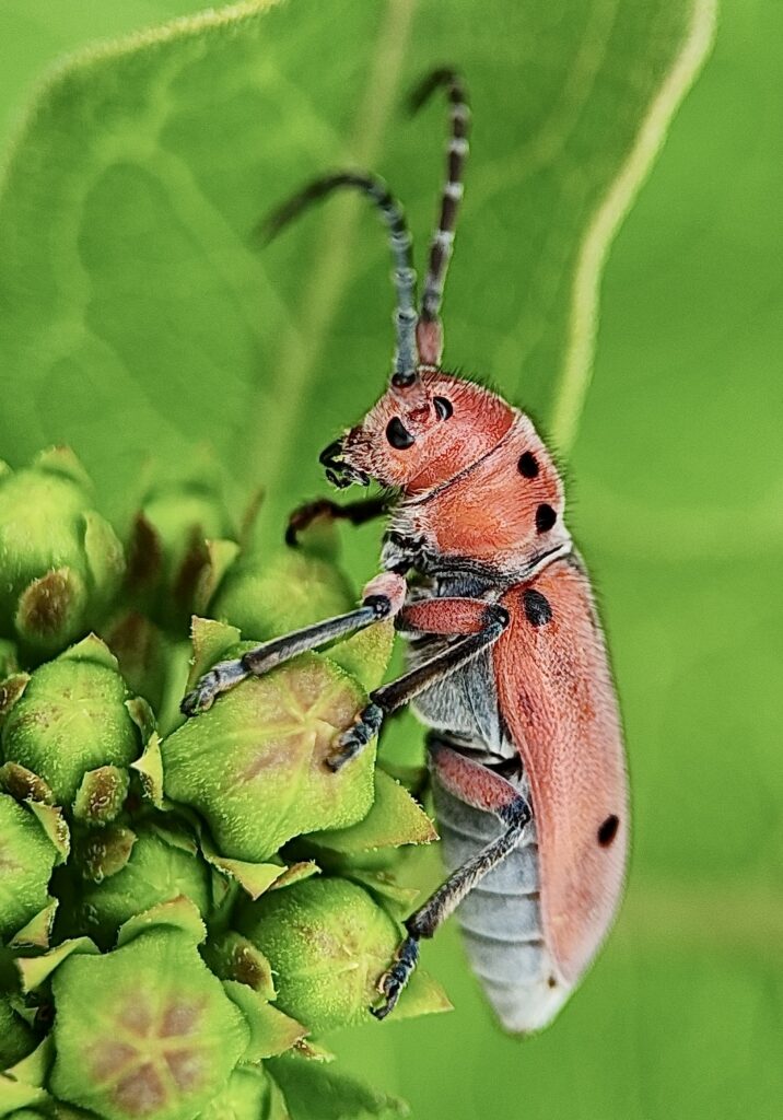 2026 Bioblitz inaturalist Texas Milkweed Beetle Photo taken at Stewart Creek Wetland Preserve April 24 Rick Travis