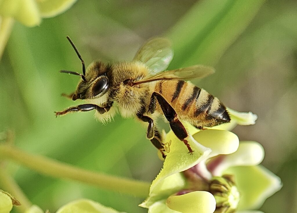 2026 Bioblitz inaturalist Western Honey Bee moving to another flower at Erwin Park April 27 Rick Travis