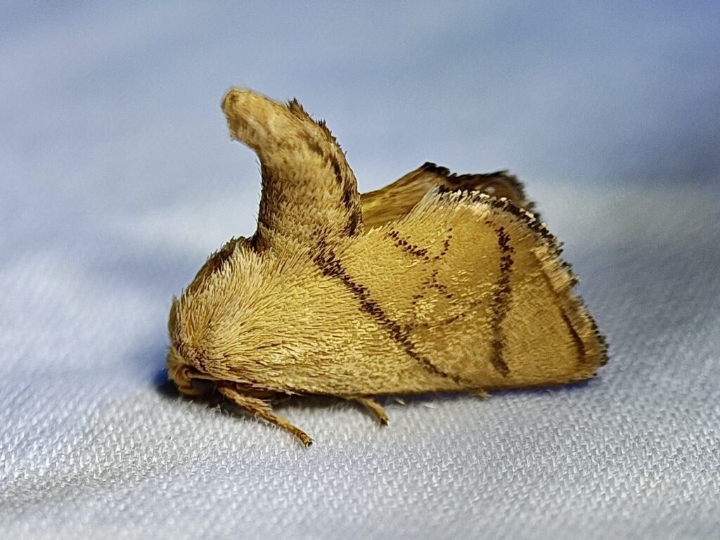 2026 Bioblitz inaturalist Yellow-collard Slug Moth doing yoga at the April 26 Heard Mothing event Rick Travis