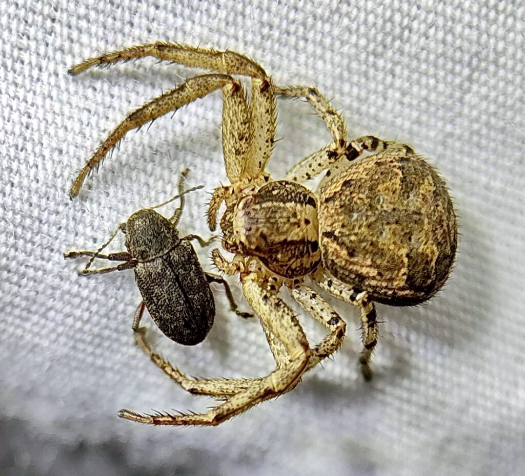 2026 Bioblitz inaturalistCrab spider with a new friend (or possibly dinner). Taken at the Heard Mothing event on April 26 Rick Travis