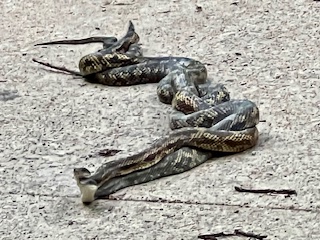 snakes