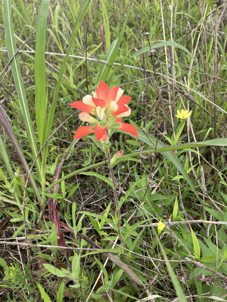Prairie-Indian-Paintbrush