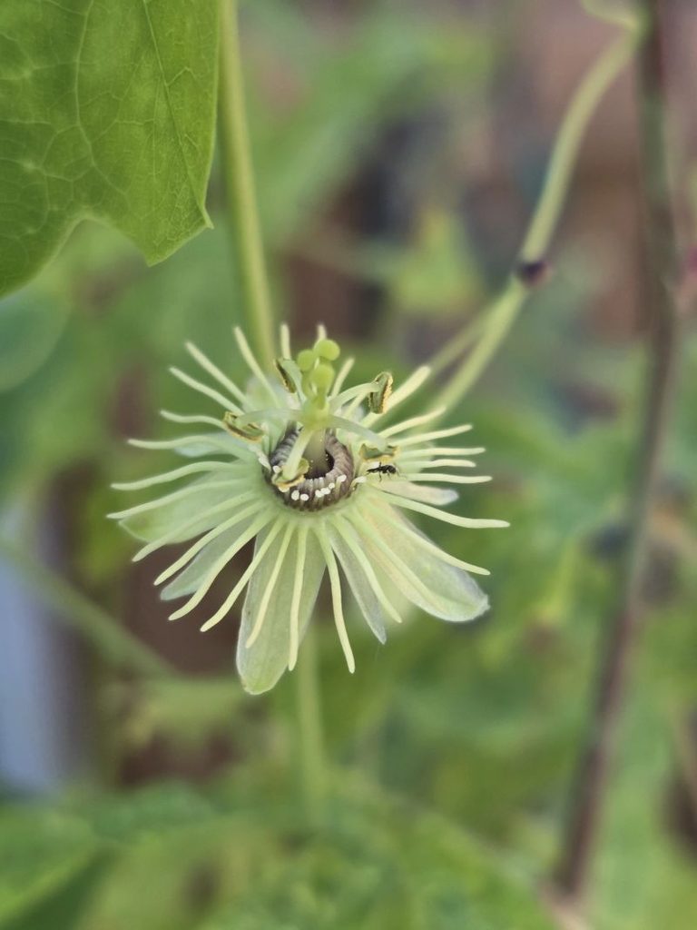 passion flower by ED Burke