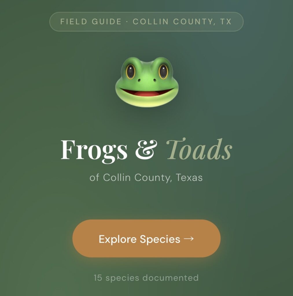 The Collin County Frogs & Toads Field Guide is a free mobile-first field guide to the 15 frog and toad species documented in Collin County, Texas.