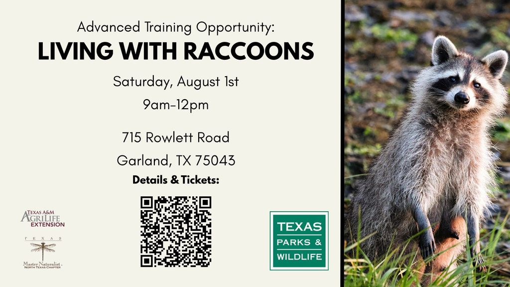 meeting info with image of raccoon