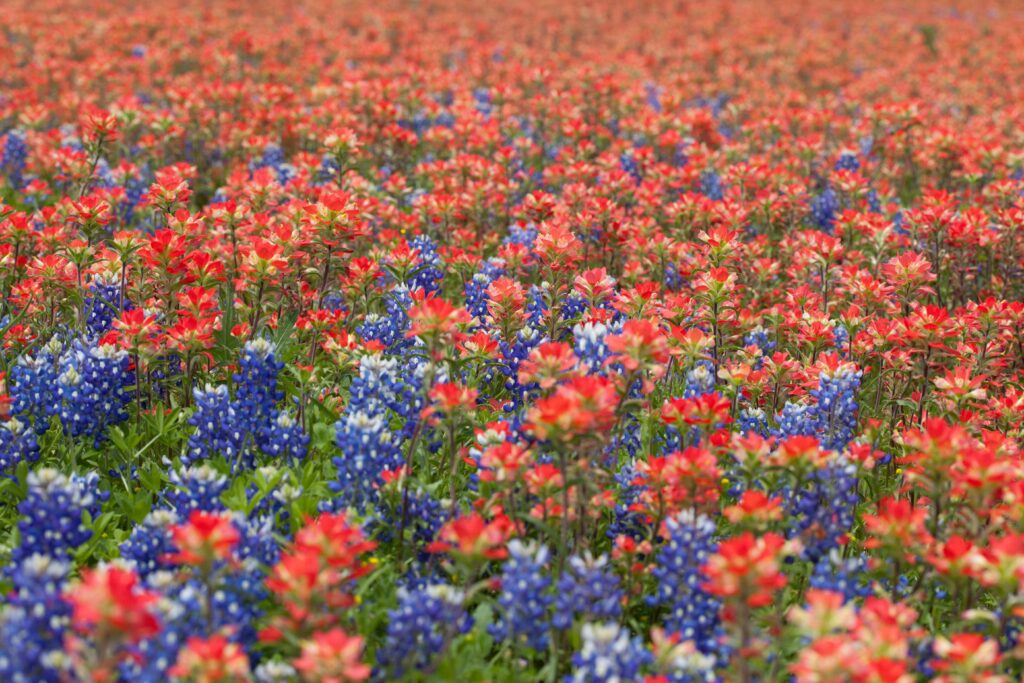 Explore a vivid field of Texas wildflowers, showcasing bluebonnets and Indian paintbrushes in full summer bloom.