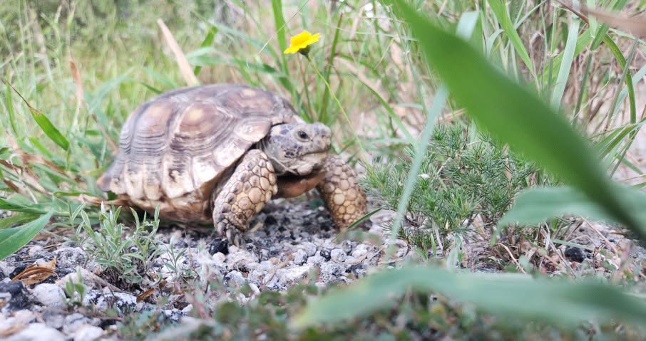 Texas Parks and Wildlife is preparing to release 180 captive Texas tortoises into the wild.