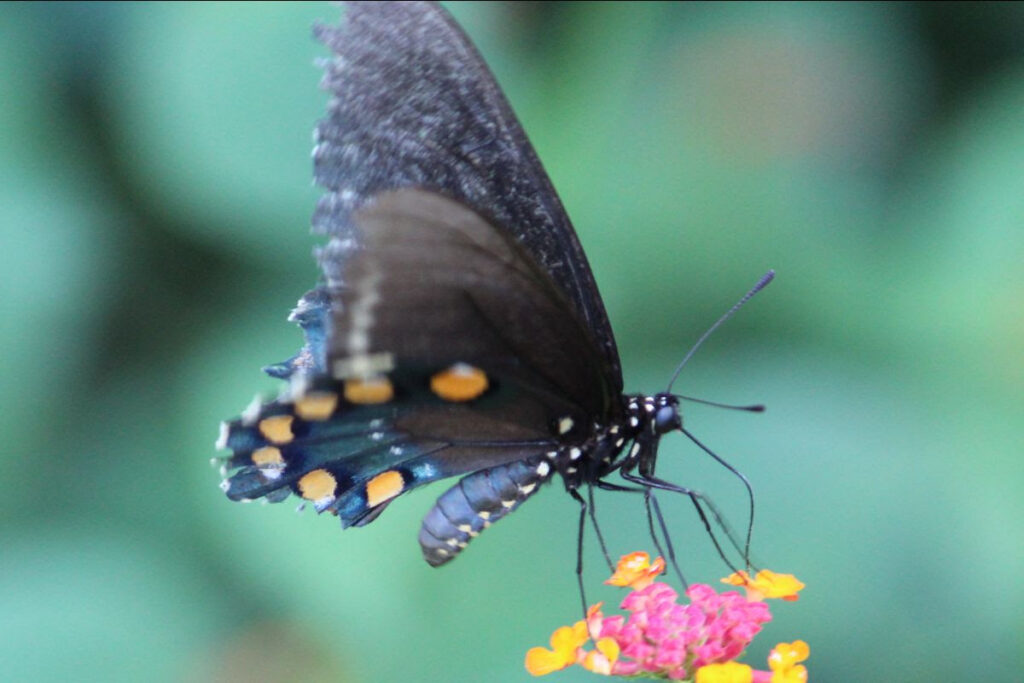 Molly Keck Sept Lunch and Learn butterfly