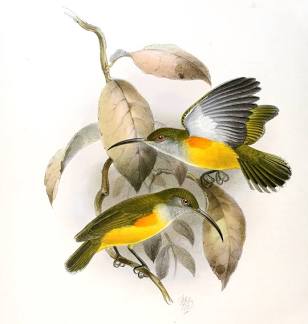 jgkeulemans_Orange-tufted Spiderhunter