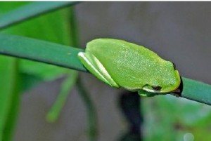 Green tree frog