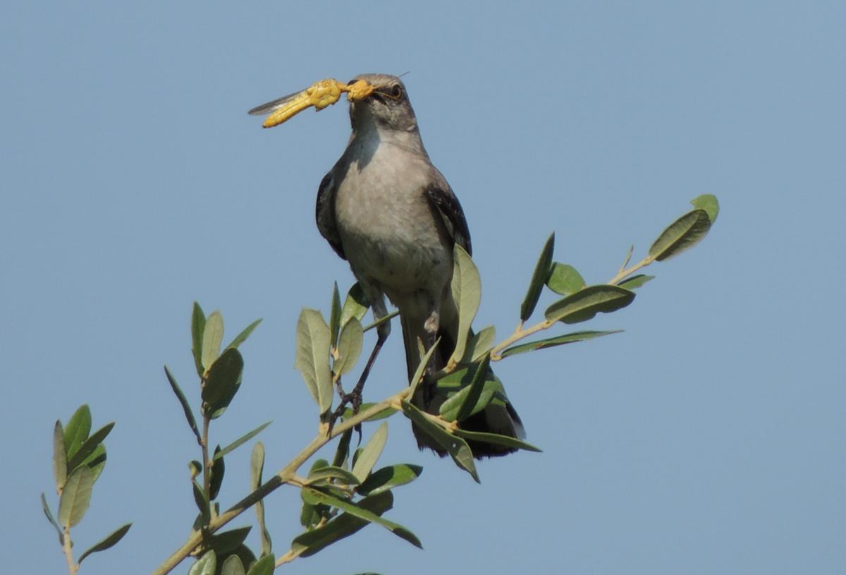 Mockingbird Lunch