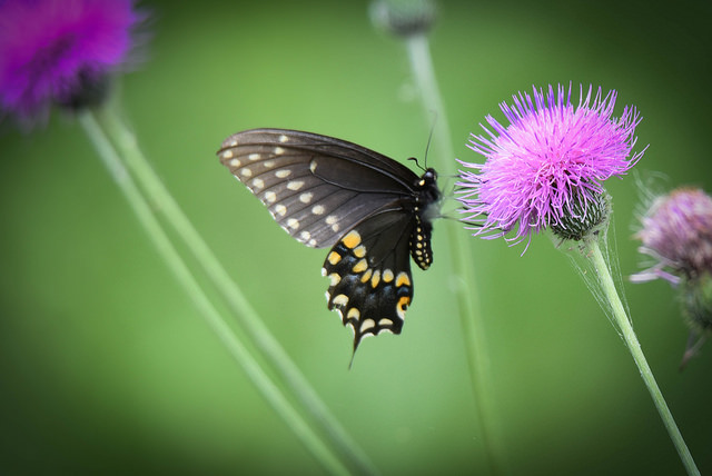 Swallowtail Butterfly