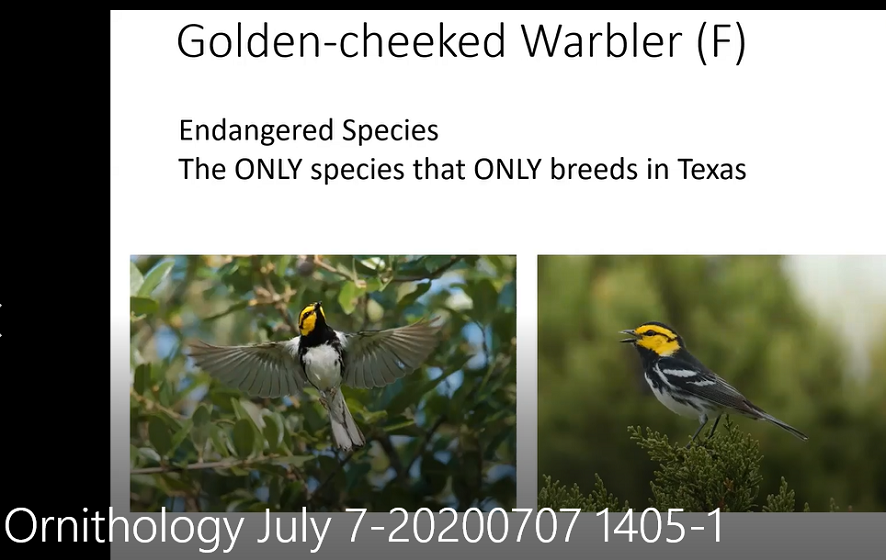 Golden-Cheeked Warbler