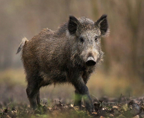 feral hog