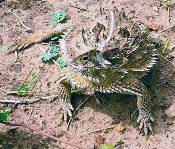 Texas Horned Lizards Reach Milestone