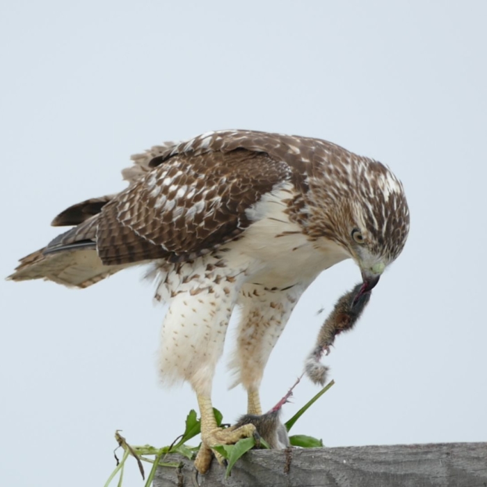 Birds – First Place_ Immature Red-Tailed Hawk at Lunch – Christopher Castoro