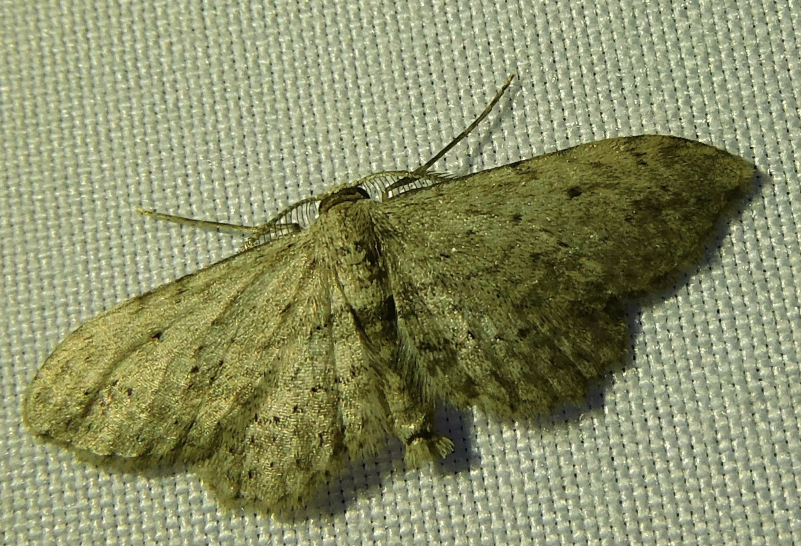 Moth from Mothing Event