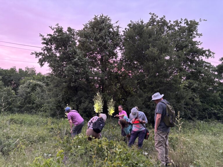 May2025_YuccaMothing_SheriCapehart