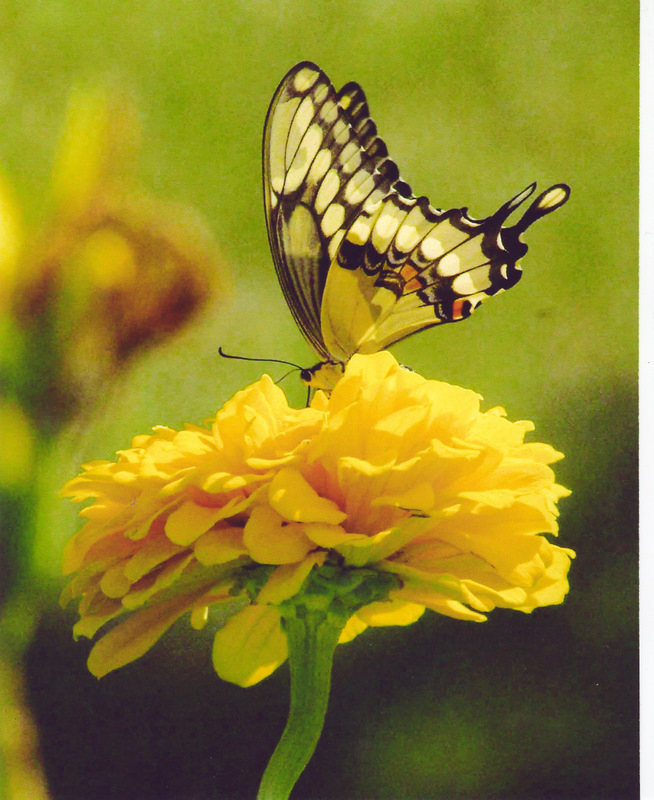 Giant Swallowtail Butterfly, by Anne Barr