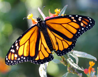 male monarch butterfly