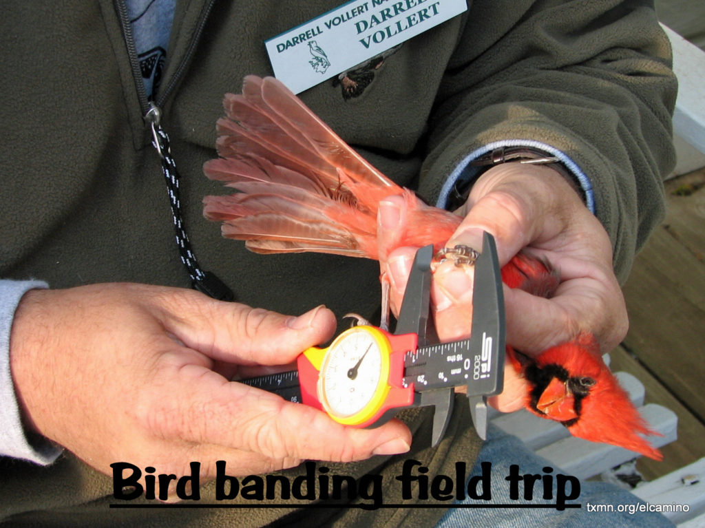 Bird banding field trip