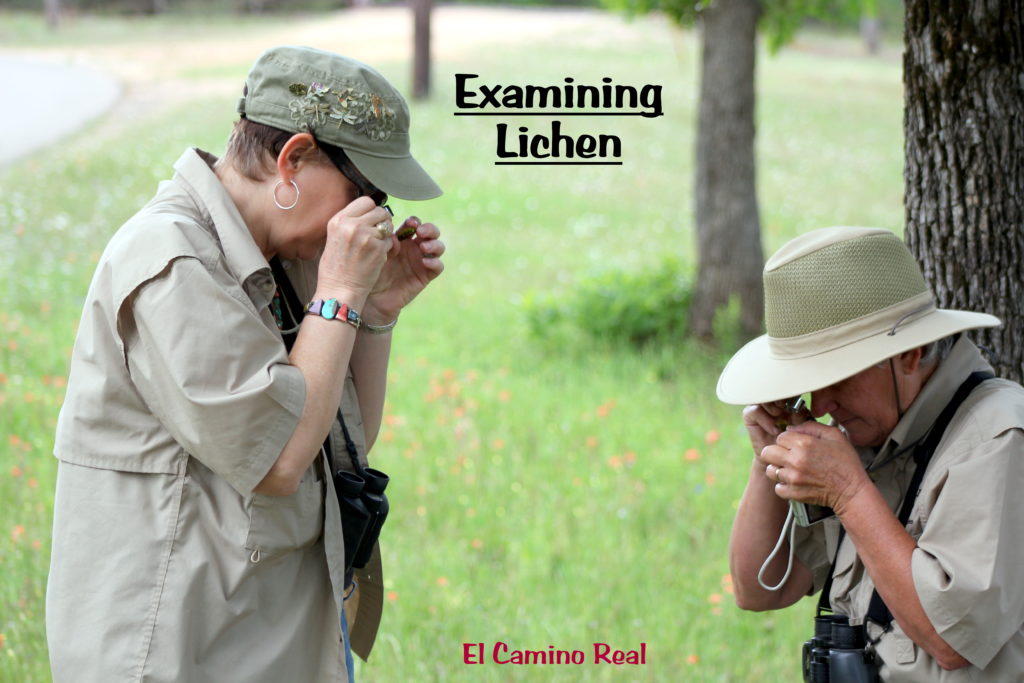 2011_ElCaminoReal_Examining Lichen